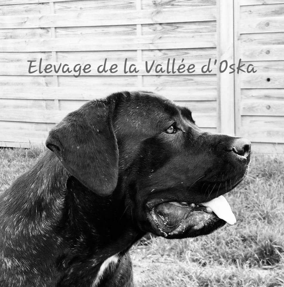 Samouraï du Domaine Des Terres Noires