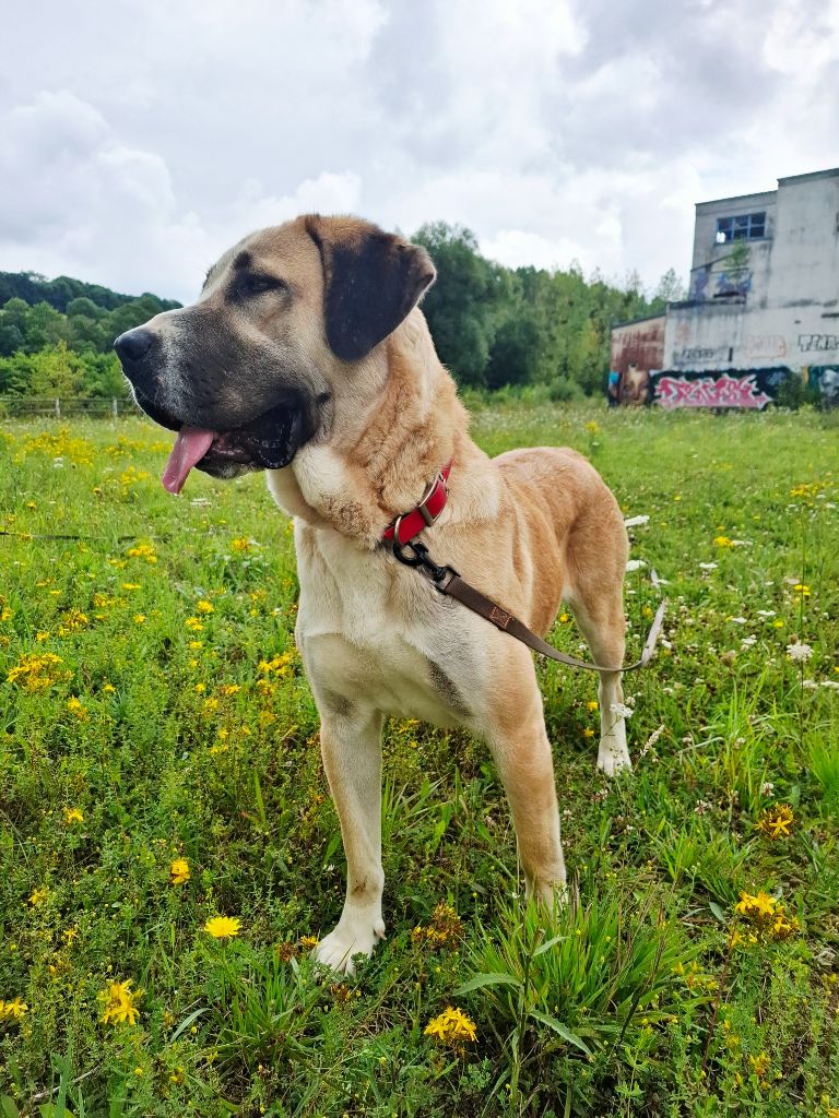 V'yashin alabai The Legend Of Kangal