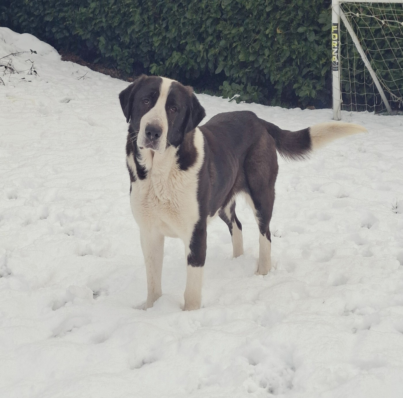 Dinna SIRIUS DYNASTY