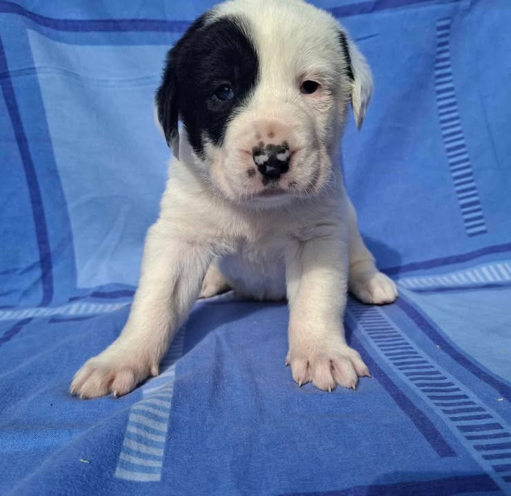 De La Vallée D'Oska - Chiots disponibles - Berger d'Asie Centrale