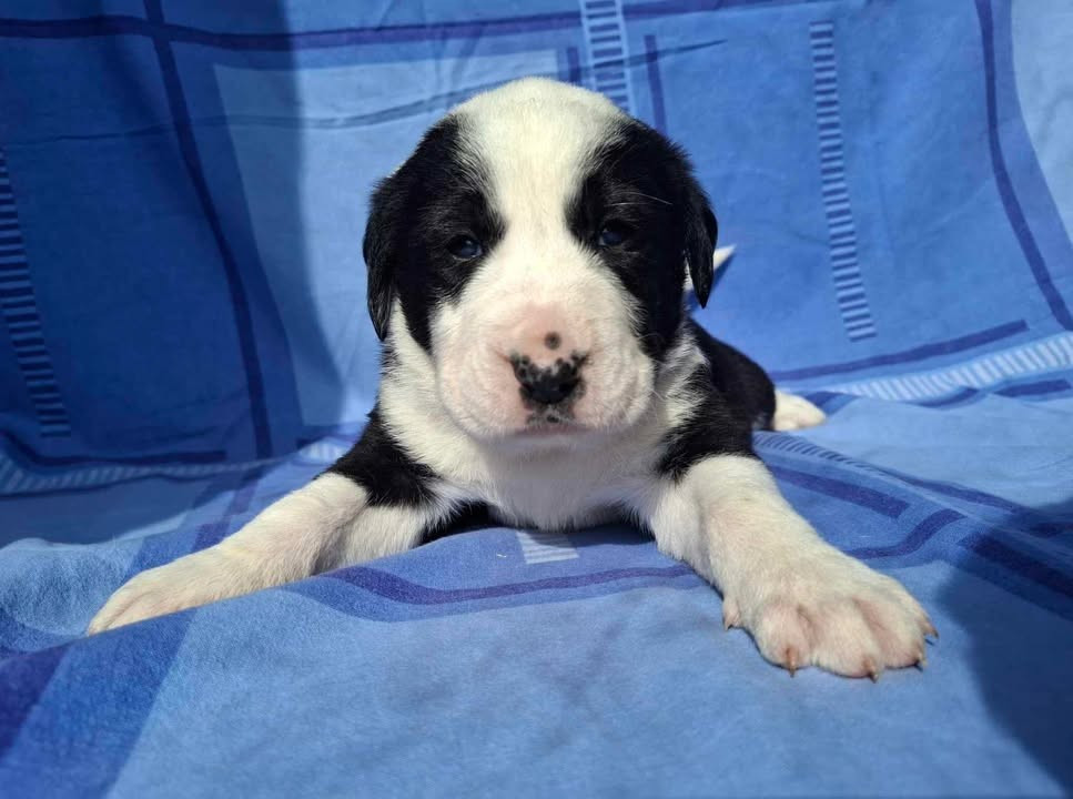 De La Vallée D'Oska - Chiots disponibles - Berger d'Asie Centrale