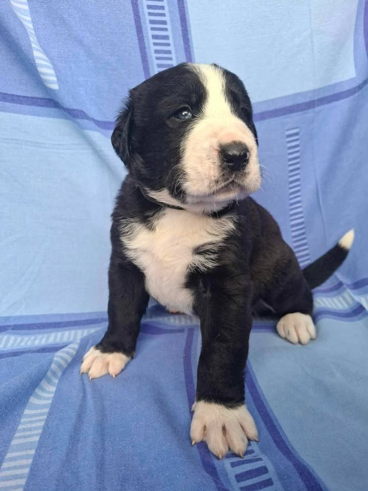 De La Vallée D'Oska - Chiots disponibles - Berger d'Asie Centrale