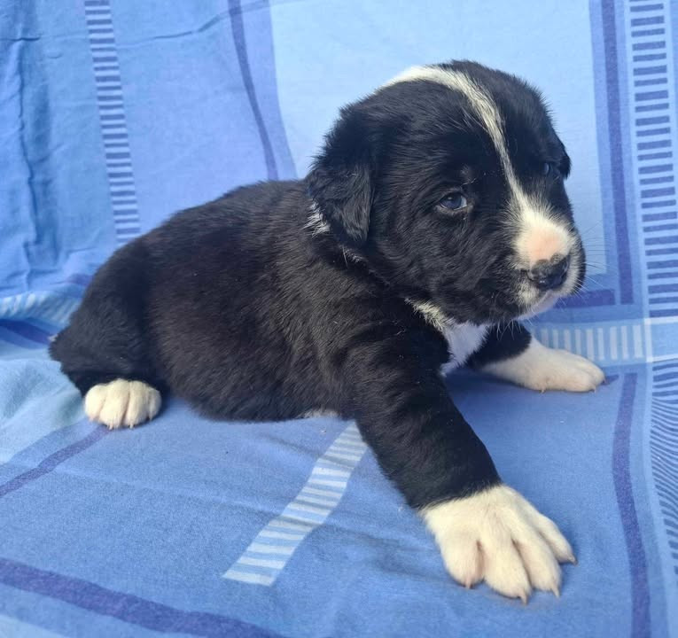 De La Vallée D'Oska - Chiots disponibles - Berger d'Asie Centrale