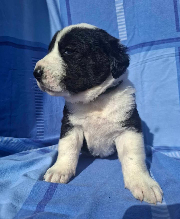 De La Vallée D'Oska - Chiots disponibles - Berger d'Asie Centrale