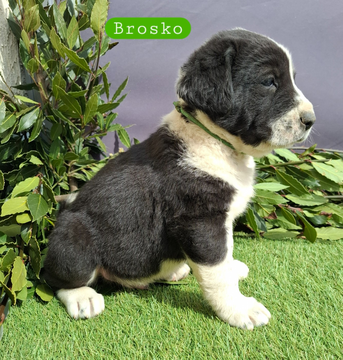 De La Vallée D'Oska - Chiots disponibles - Berger d'Asie Centrale