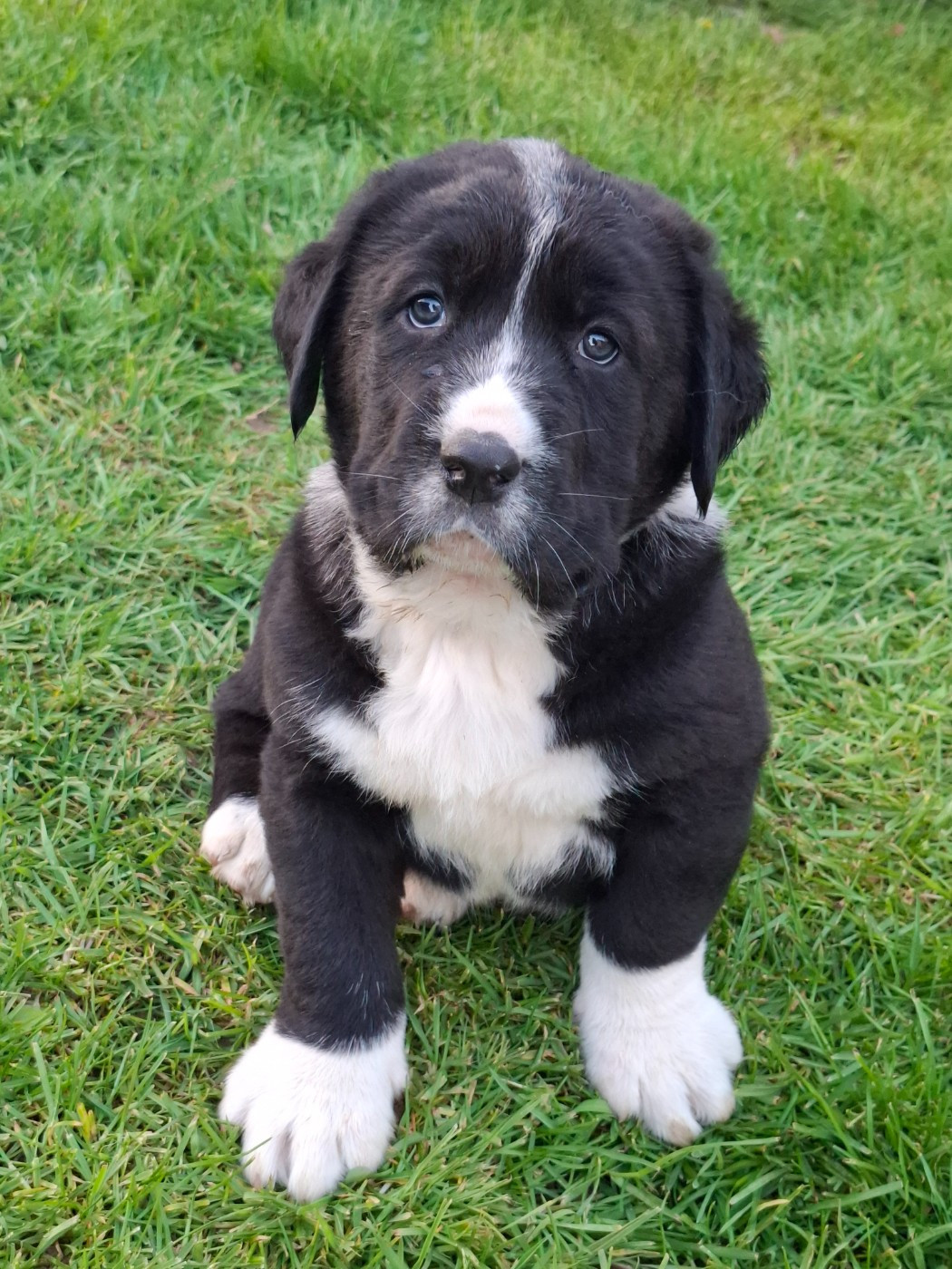 De La Vallée D'Oska - Chiots disponibles - Berger d'Asie Centrale