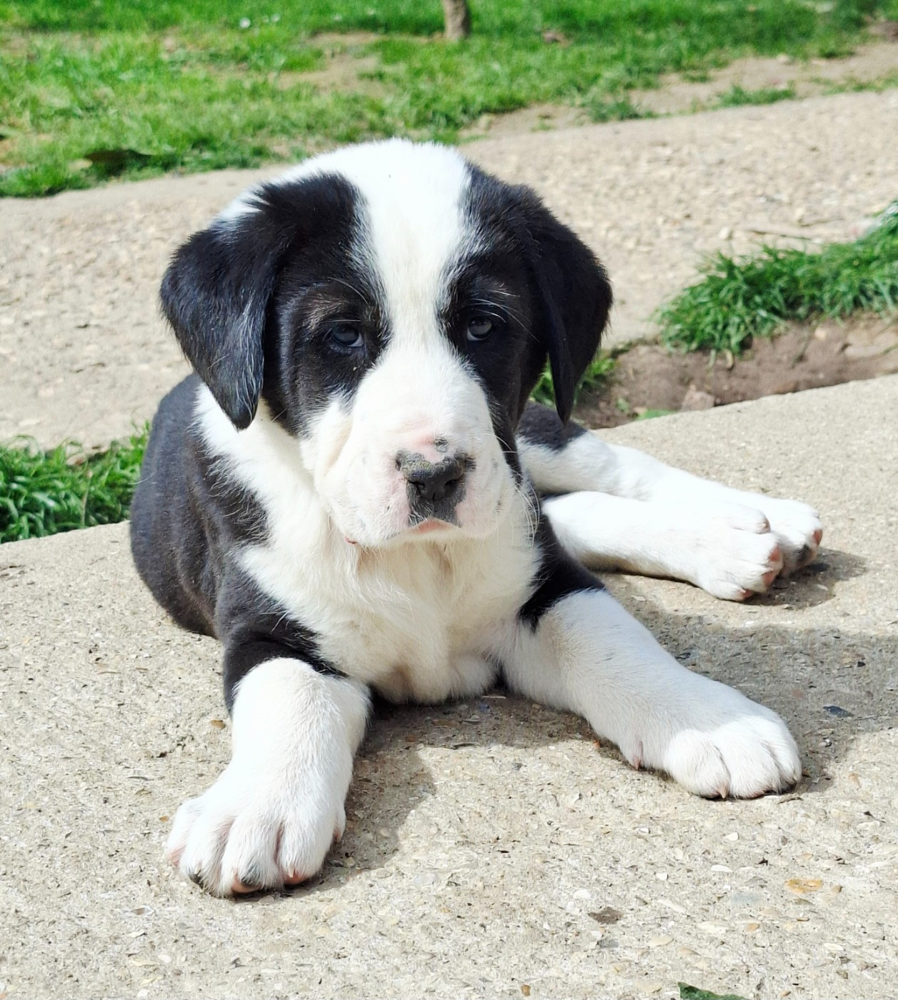 De La Vallée D'Oska - Chiots disponibles - Berger d'Asie Centrale