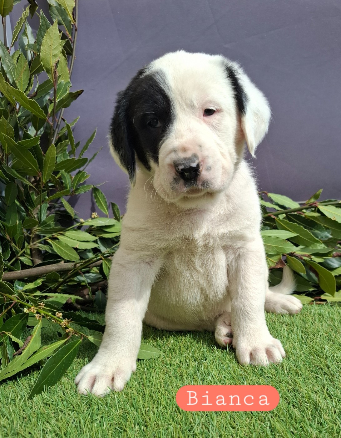 De La Vallée D'Oska - Chiots disponibles - Berger d'Asie Centrale