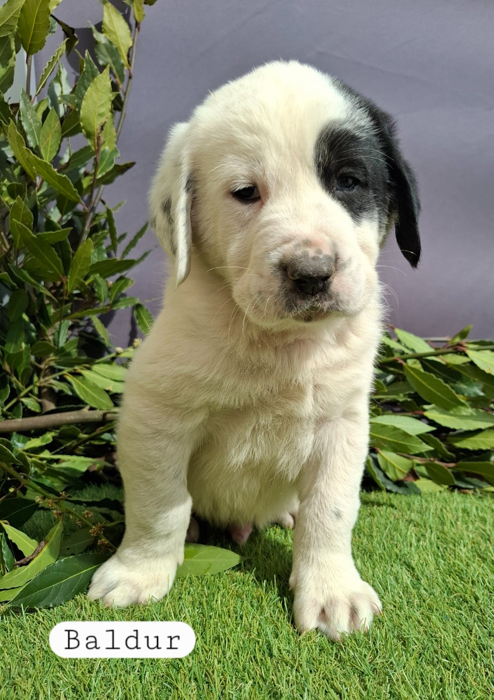 De La Vallée D'Oska - Chiots disponibles - Berger d'Asie Centrale