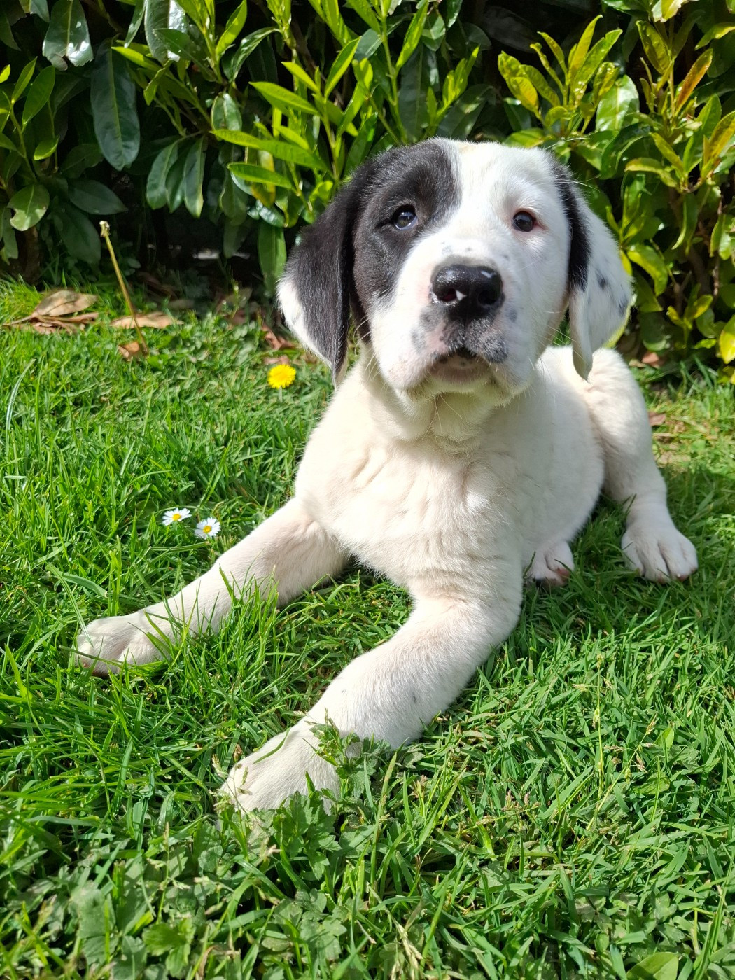 De La Vallée D'Oska - Chiots disponibles - Berger d'Asie Centrale