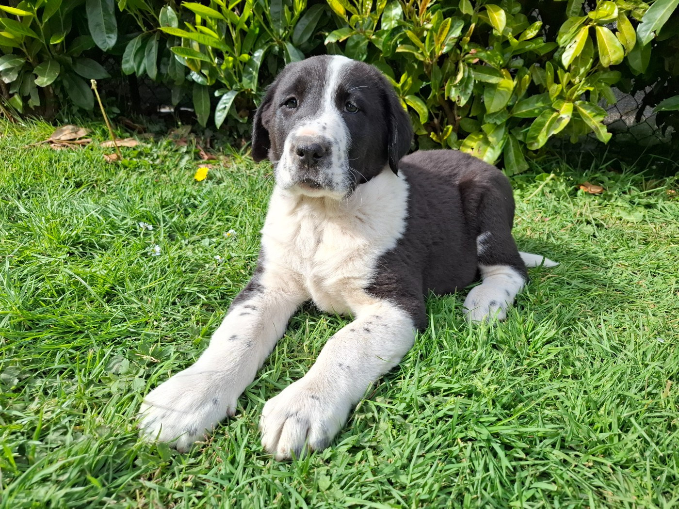 De La Vallée D'Oska - Chiots disponibles - Berger d'Asie Centrale