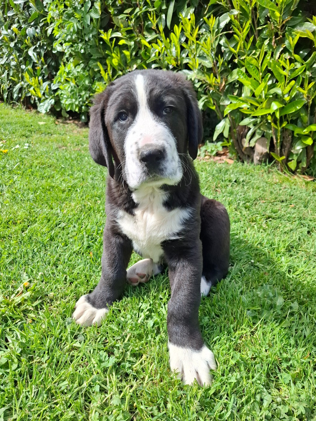 De La Vallée D'Oska - Chiots disponibles - Berger d'Asie Centrale