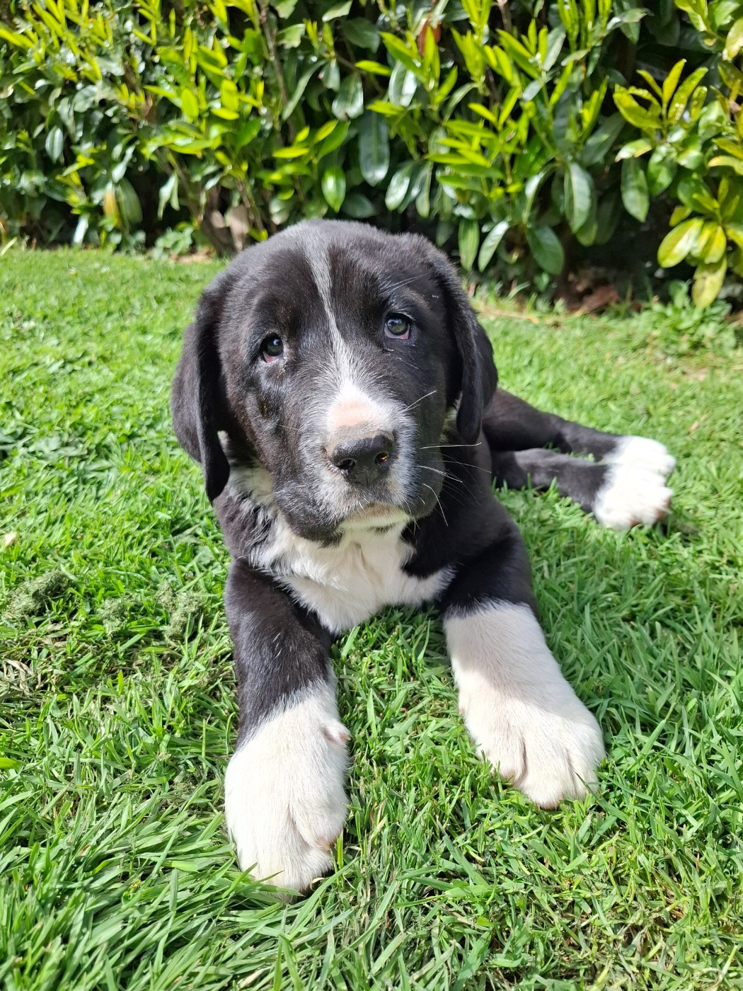 De La Vallée D'Oska - Chiots disponibles - Berger d'Asie Centrale