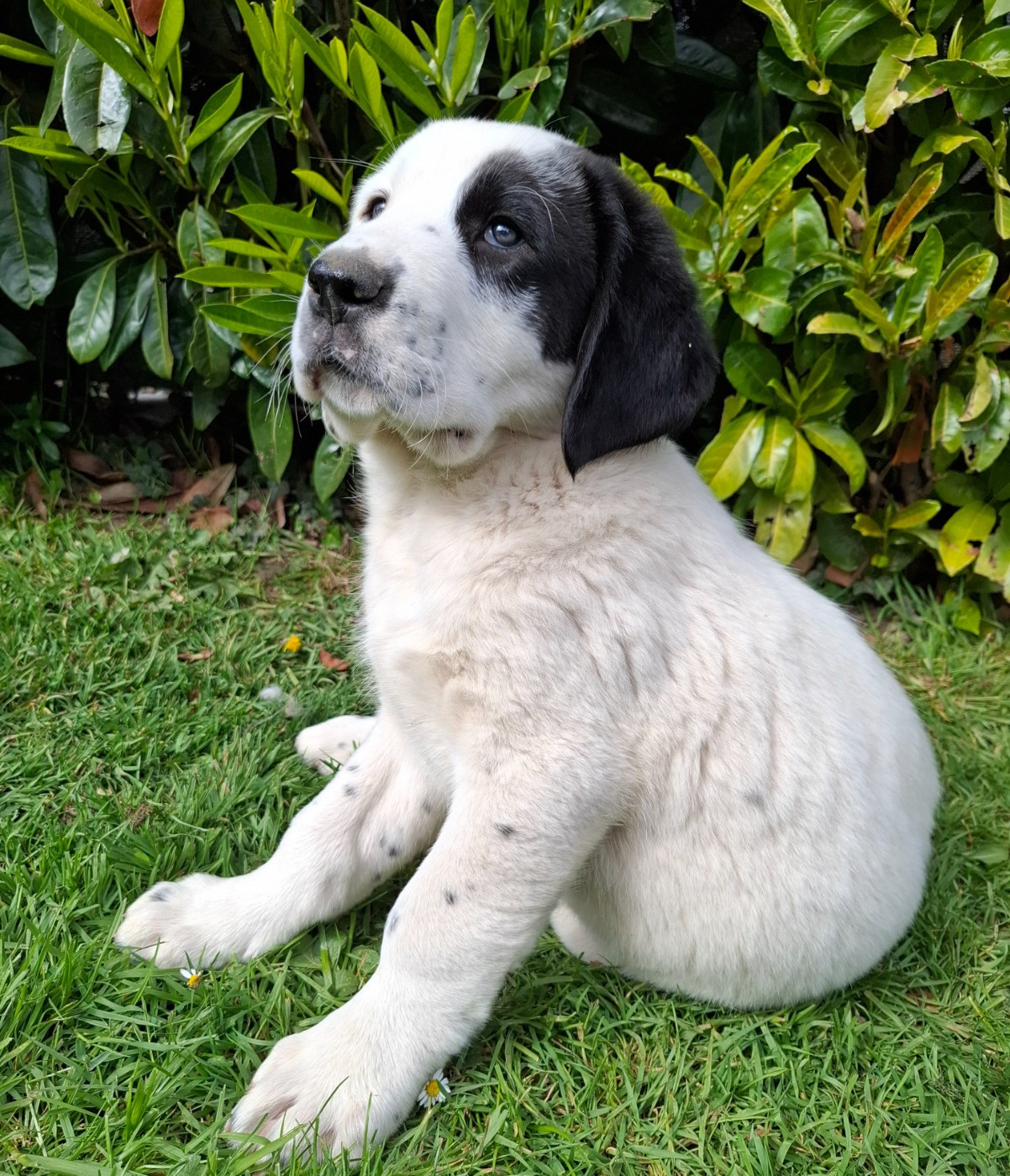 De La Vallée D'Oska - Chiots disponibles - Berger d'Asie Centrale