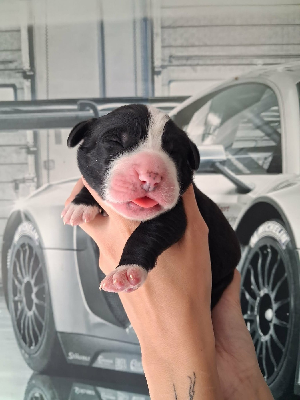 De La Vallée D'Oska - Chiots disponibles - Berger d'Asie Centrale