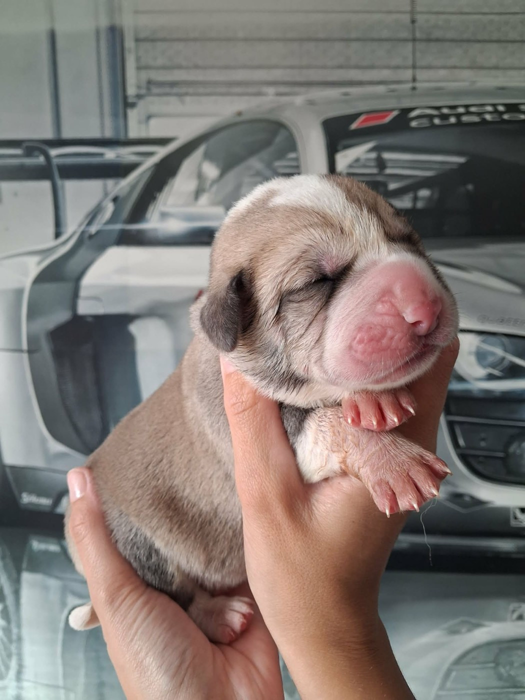 De La Vallée D'Oska - Chiots disponibles - Berger d'Asie Centrale