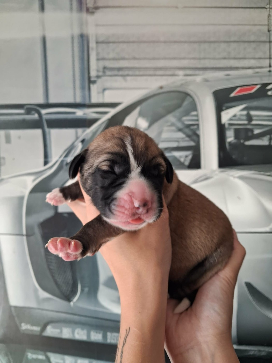 De La Vallée D'Oska - Chiots disponibles - Berger d'Asie Centrale