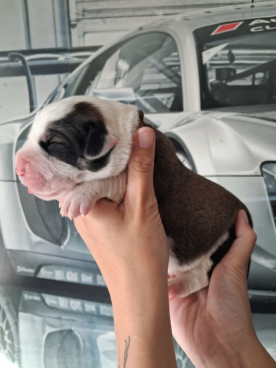 De La Vallée D'Oska - Chiots disponibles - Berger d'Asie Centrale