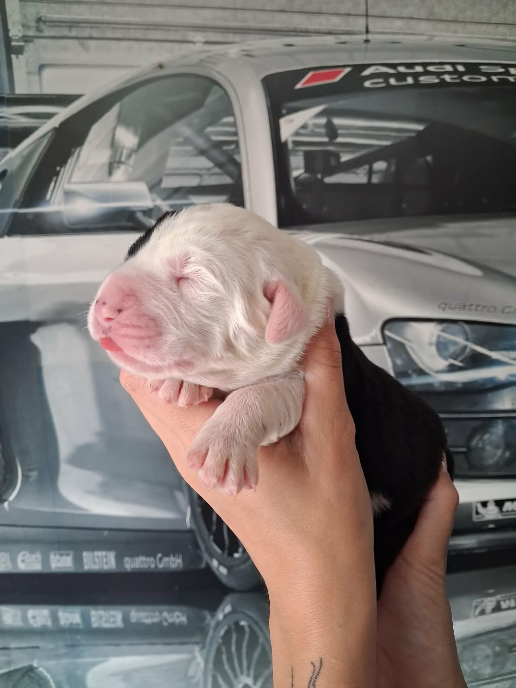 De La Vallée D'Oska - Chiots disponibles - Berger d'Asie Centrale