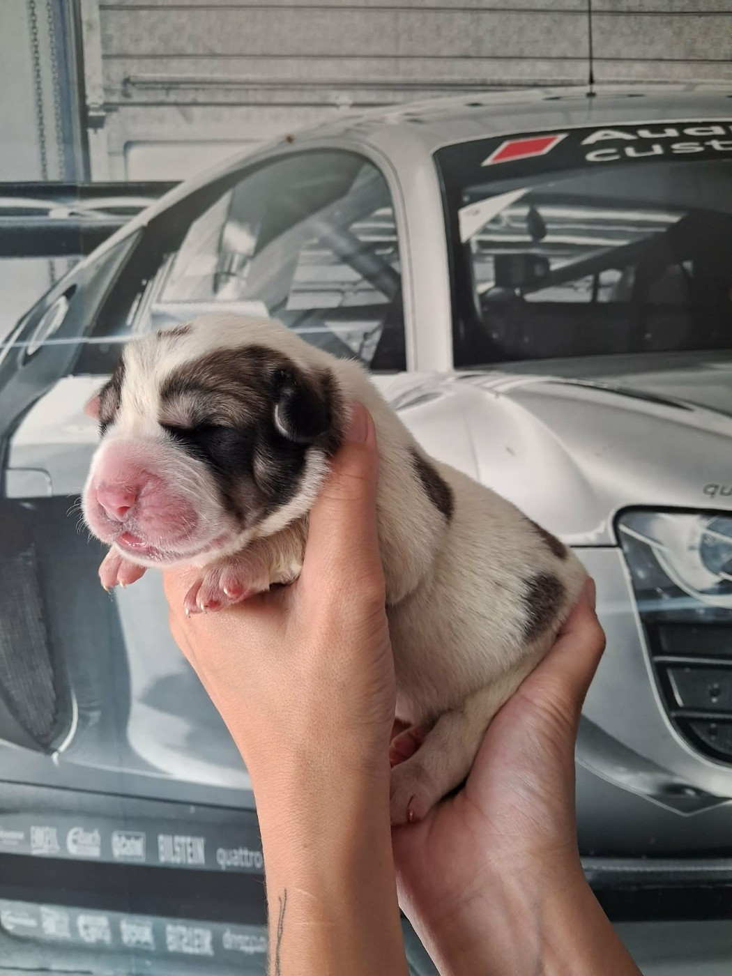 De La Vallée D'Oska - Chiots disponibles - Berger d'Asie Centrale