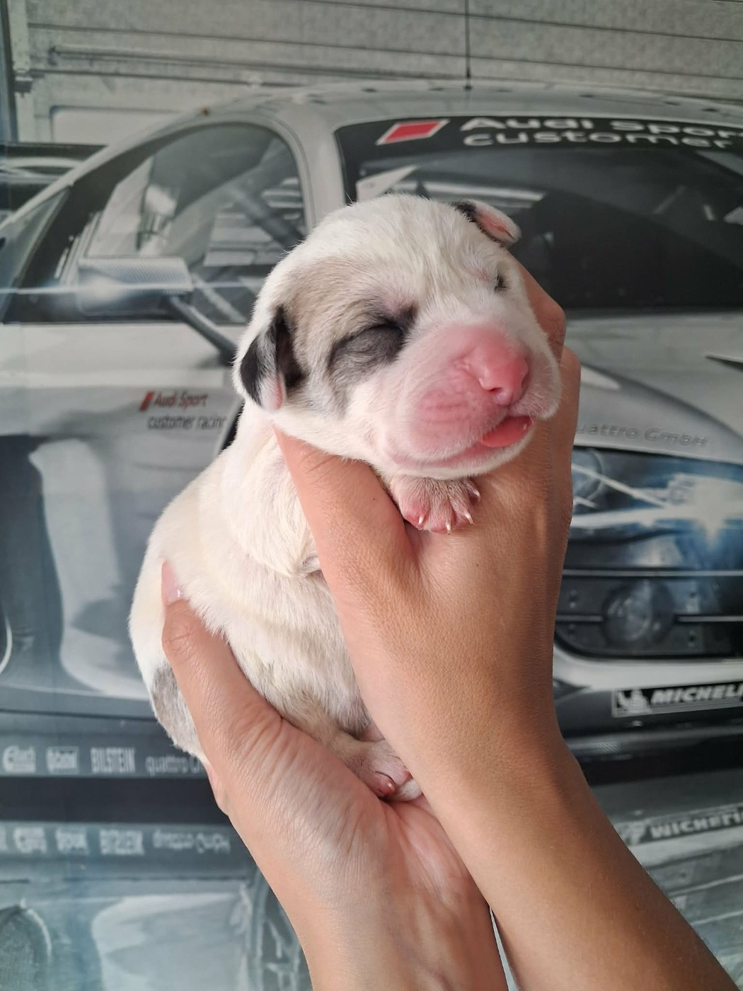 De La Vallée D'Oska - Chiots disponibles - Berger d'Asie Centrale