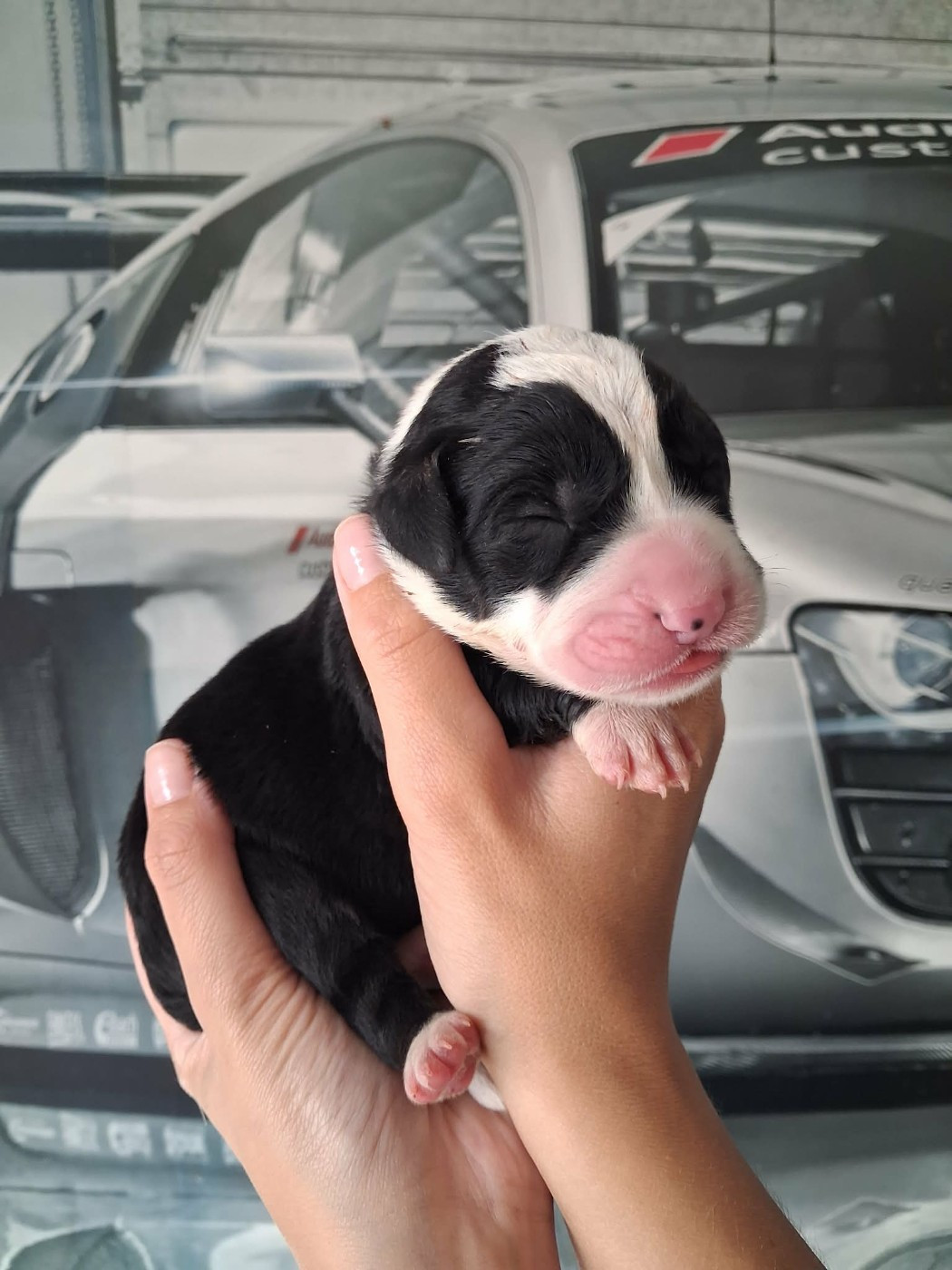 De La Vallée D'Oska - Chiots disponibles - Berger d'Asie Centrale