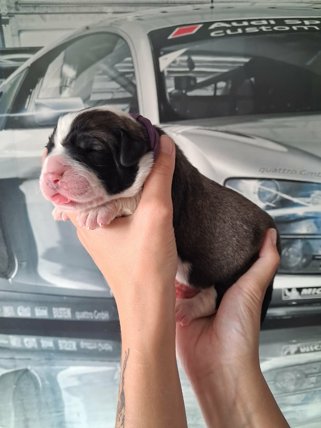 De La Vallée D'Oska - Chiots disponibles - Berger d'Asie Centrale