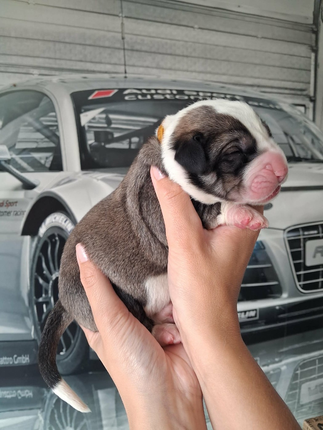 De La Vallée D'Oska - Chiots disponibles - Berger d'Asie Centrale