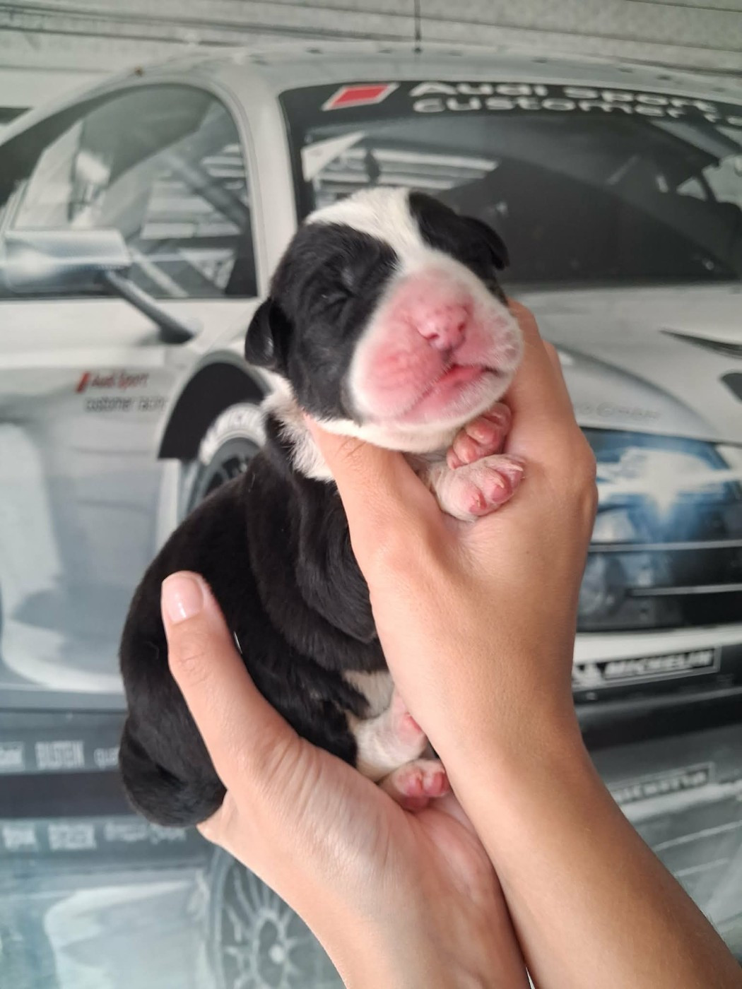De La Vallée D'Oska - Chiots disponibles - Berger d'Asie Centrale