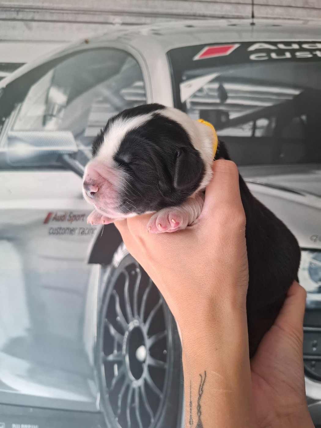 De La Vallée D'Oska - Chiots disponibles - Berger d'Asie Centrale