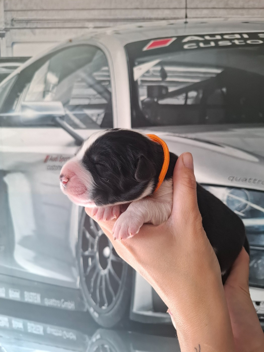 De La Vallée D'Oska - Chiots disponibles - Berger d'Asie Centrale
