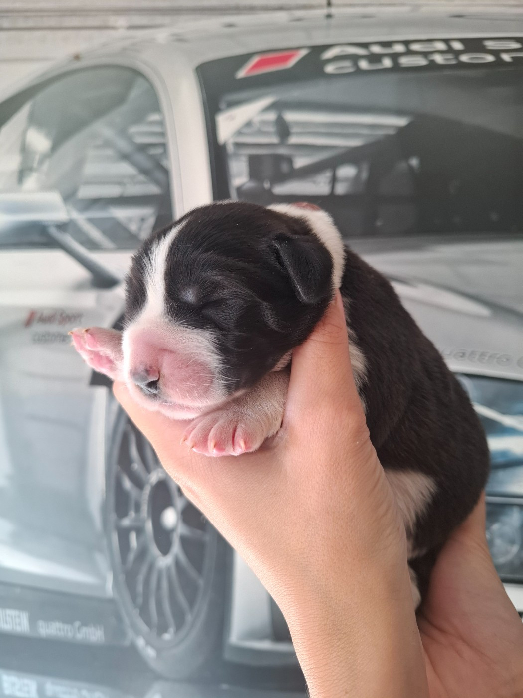 De La Vallée D'Oska - Chiots disponibles - Berger d'Asie Centrale