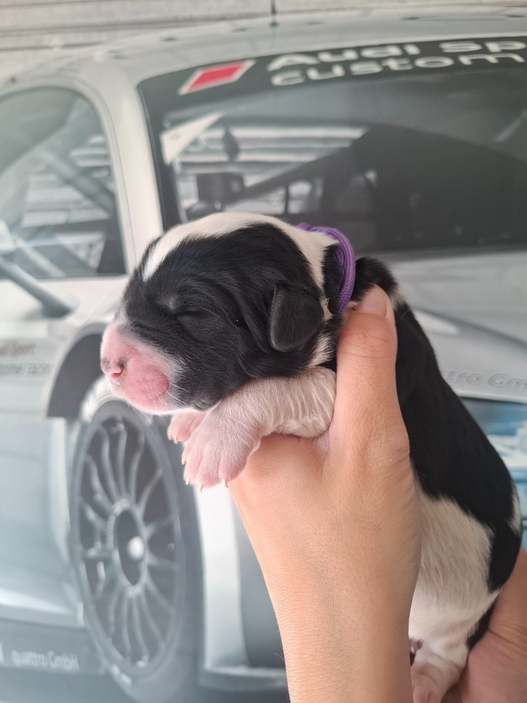 De La Vallée D'Oska - Chiots disponibles - Berger d'Asie Centrale