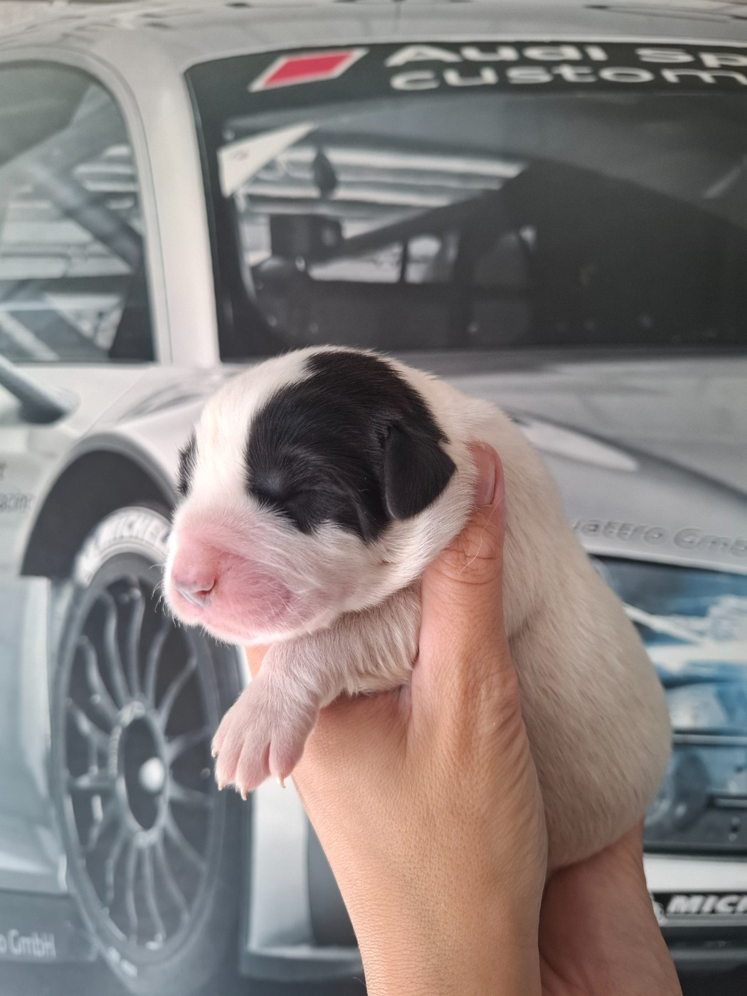 De La Vallée D'Oska - Chiots disponibles - Berger d'Asie Centrale
