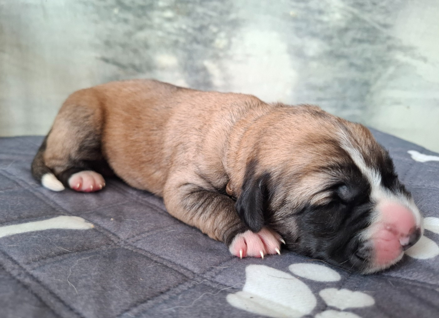 De La Vallée D'Oska - Chiots disponibles - Berger d'Asie Centrale
