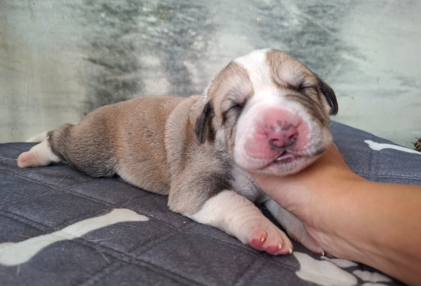 De La Vallée D'Oska - Chiots disponibles - Berger d'Asie Centrale