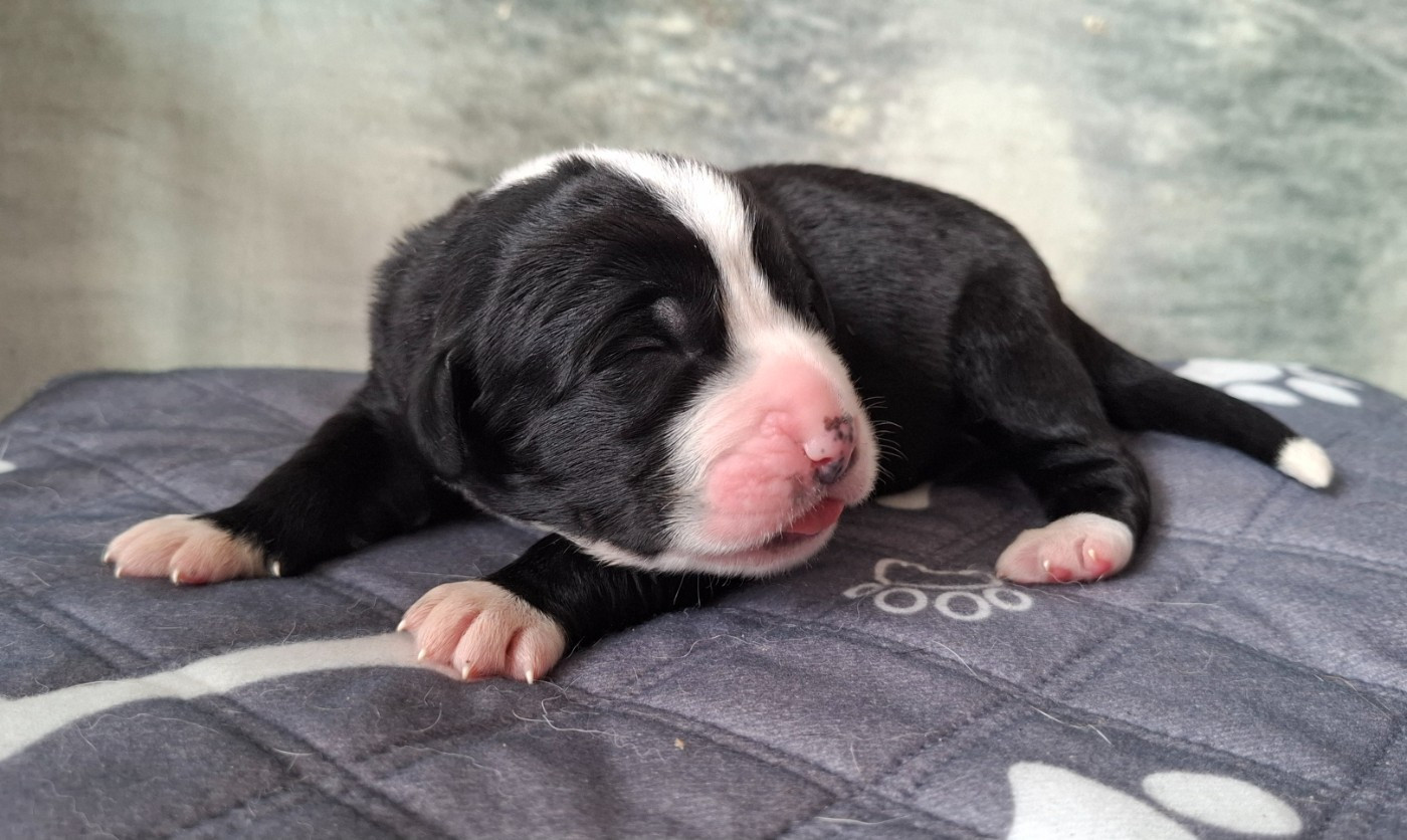 De La Vallée D'Oska - Chiots disponibles - Berger d'Asie Centrale
