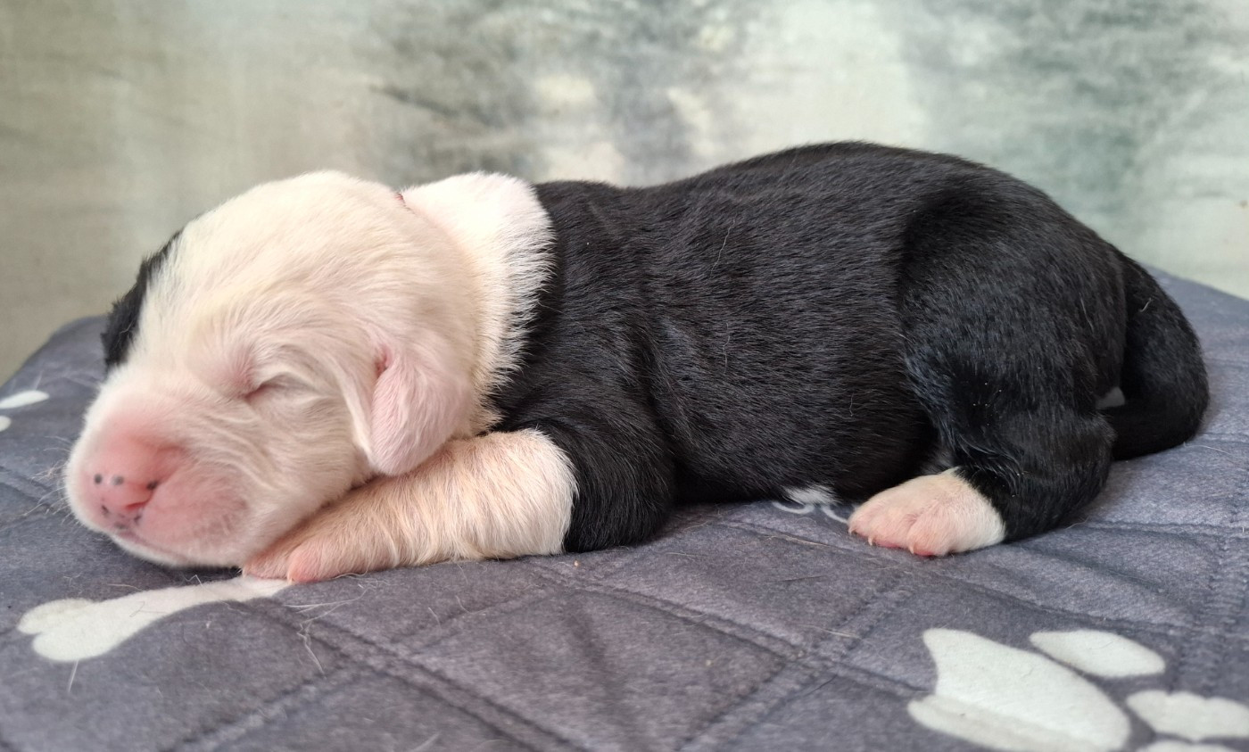 De La Vallée D'Oska - Chiots disponibles - Berger d'Asie Centrale