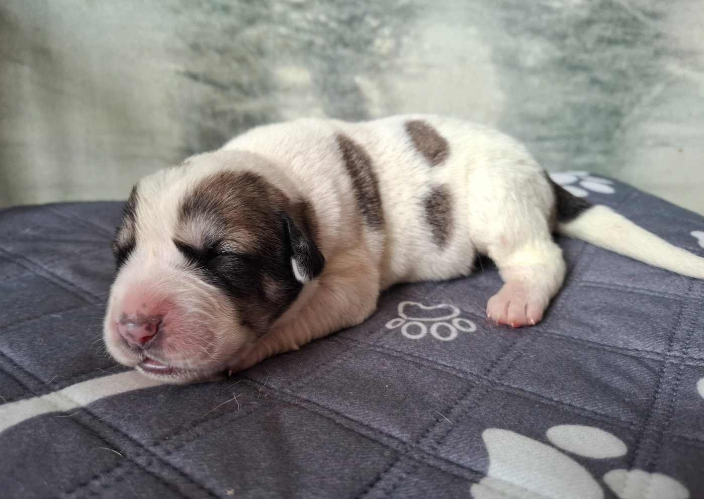 De La Vallée D'Oska - Chiots disponibles - Berger d'Asie Centrale