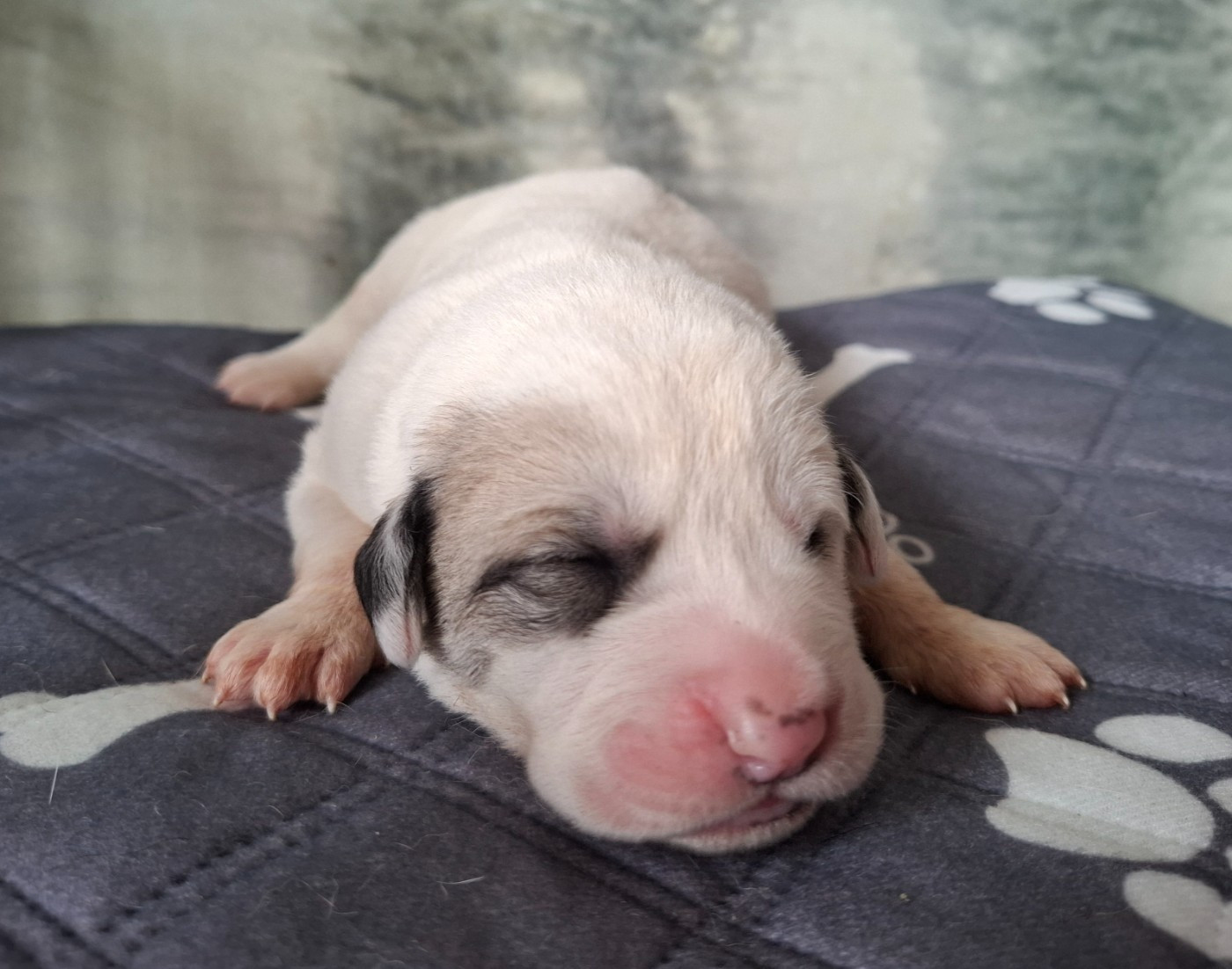De La Vallée D'Oska - Chiots disponibles - Berger d'Asie Centrale