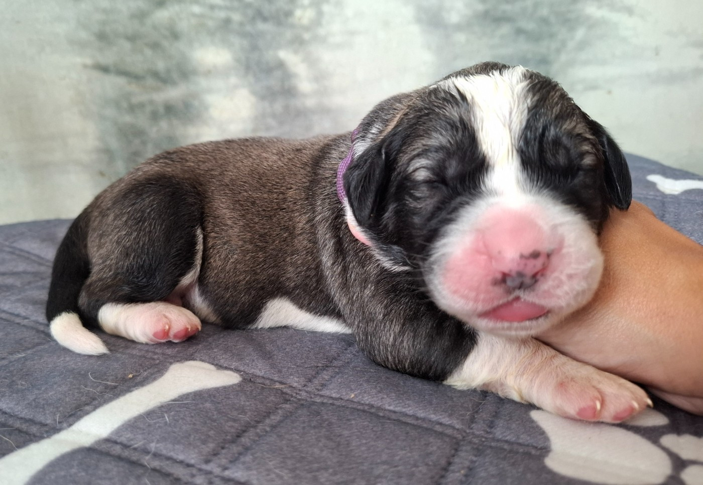 De La Vallée D'Oska - Chiots disponibles - Berger d'Asie Centrale