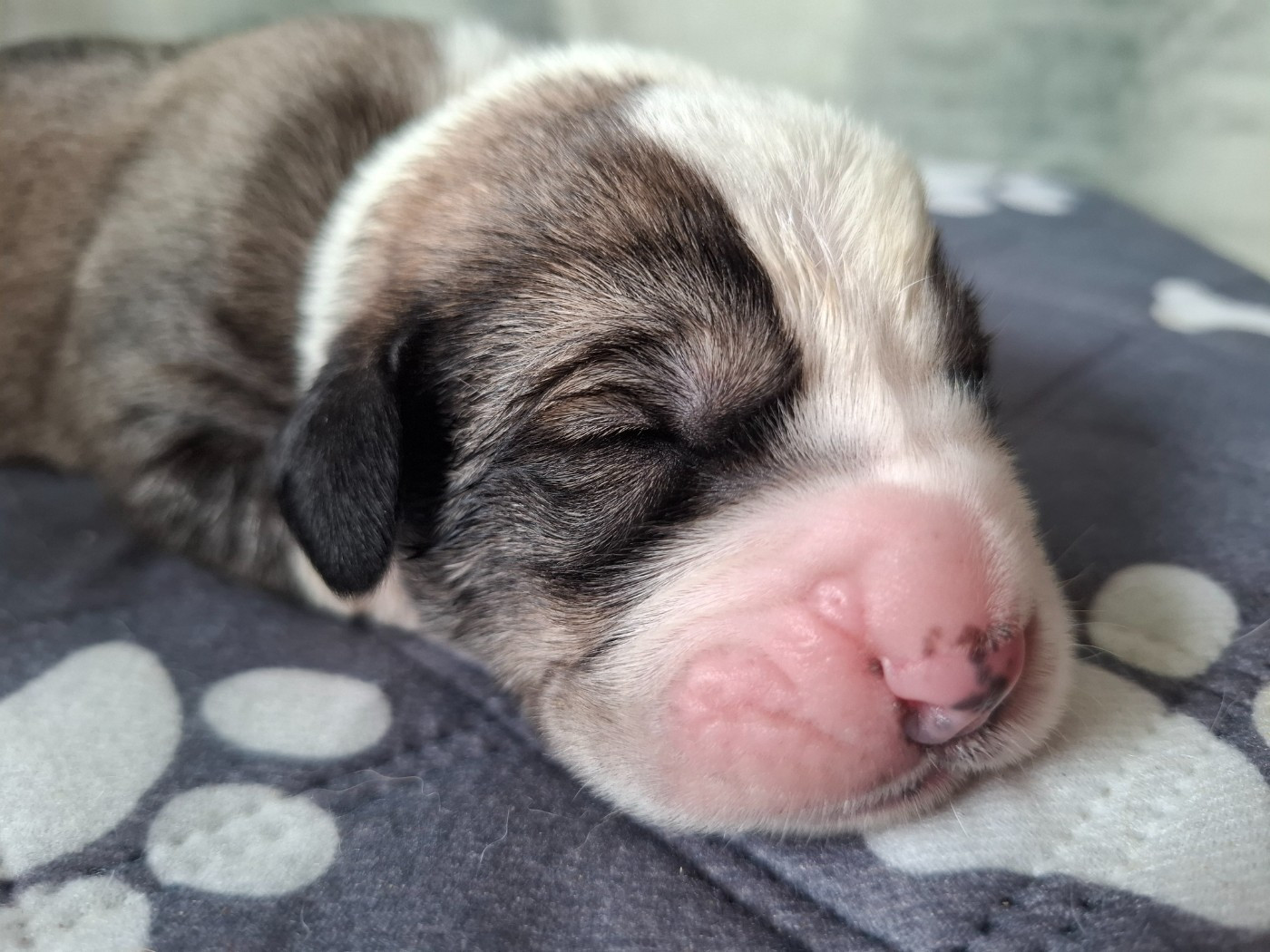 De La Vallée D'Oska - Chiots disponibles - Berger d'Asie Centrale