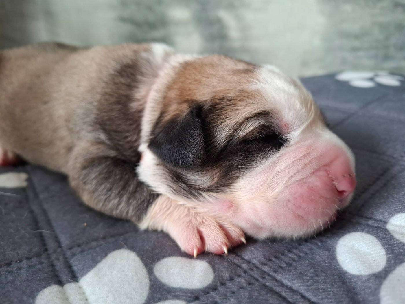 De La Vallée D'Oska - Chiots disponibles - Berger d'Asie Centrale