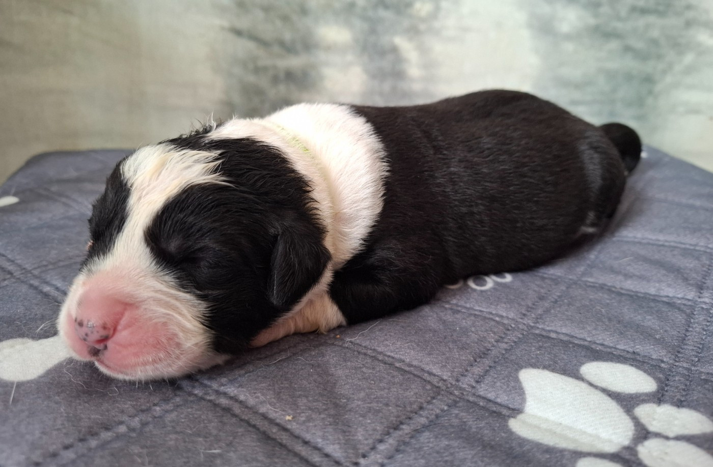 De La Vallée D'Oska - Chiots disponibles - Berger d'Asie Centrale