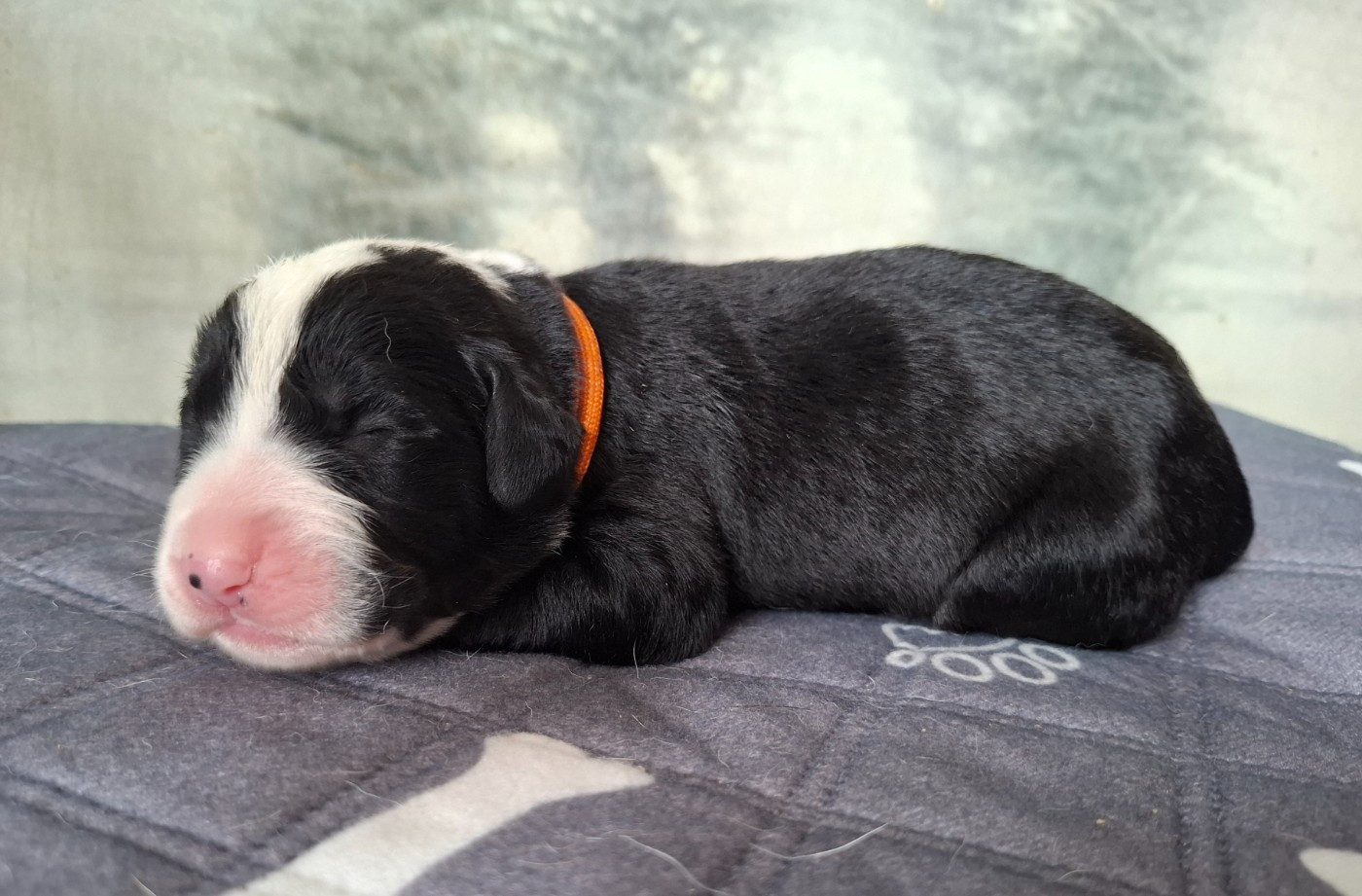 De La Vallée D'Oska - Chiots disponibles - Berger d'Asie Centrale