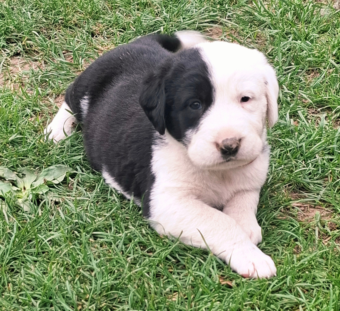 De La Vallée D'Oska - Chiots disponibles - Berger d'Asie Centrale