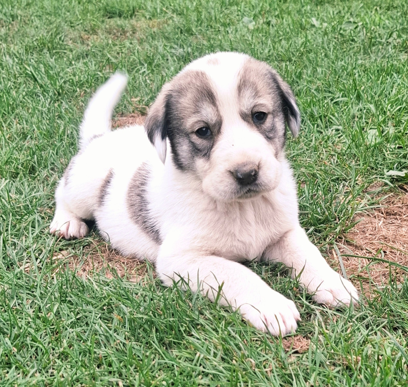 De La Vallée D'Oska - Chiots disponibles - Berger d'Asie Centrale