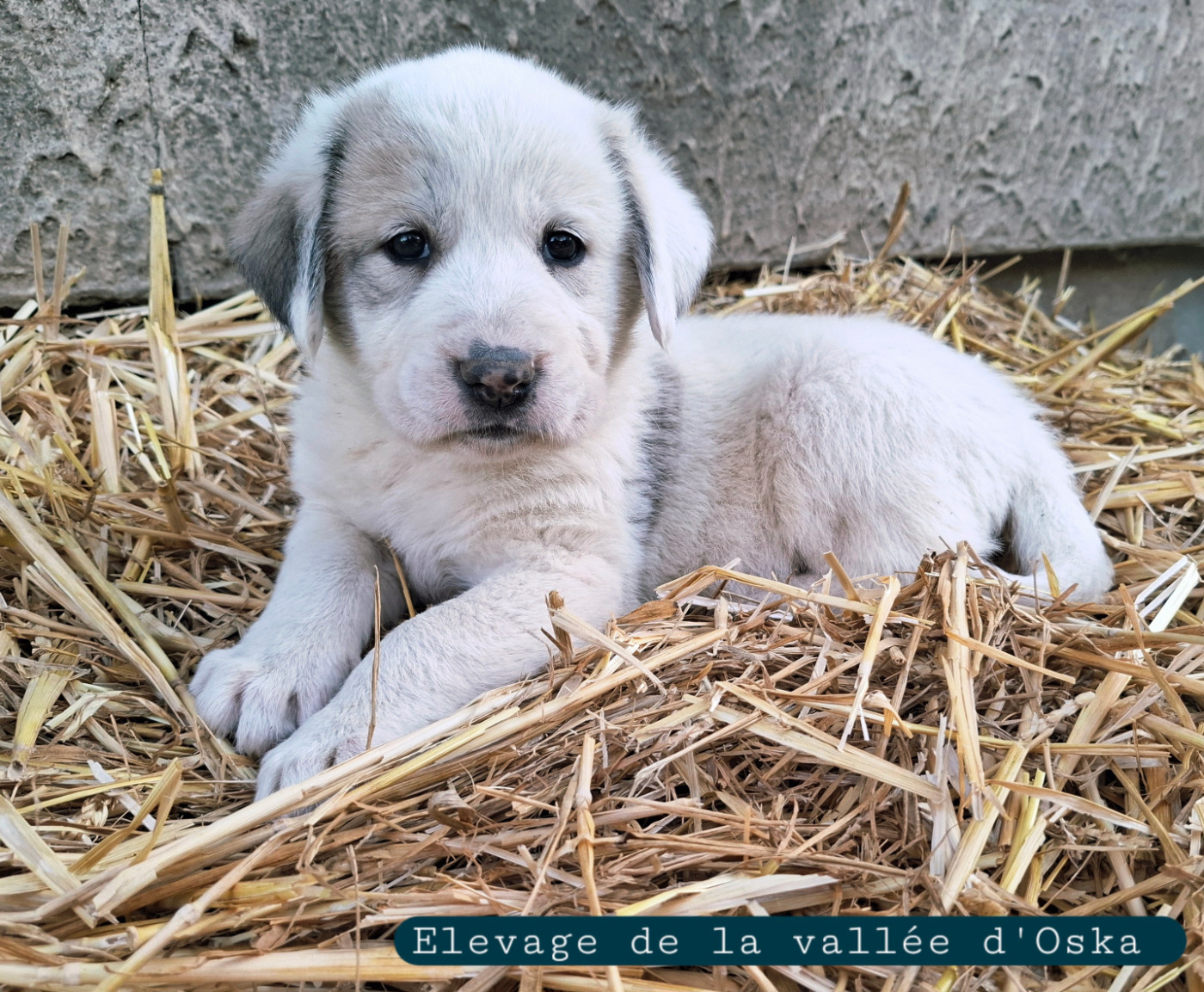 De La Vallée D'Oska - Chiots disponibles - Berger d'Asie Centrale