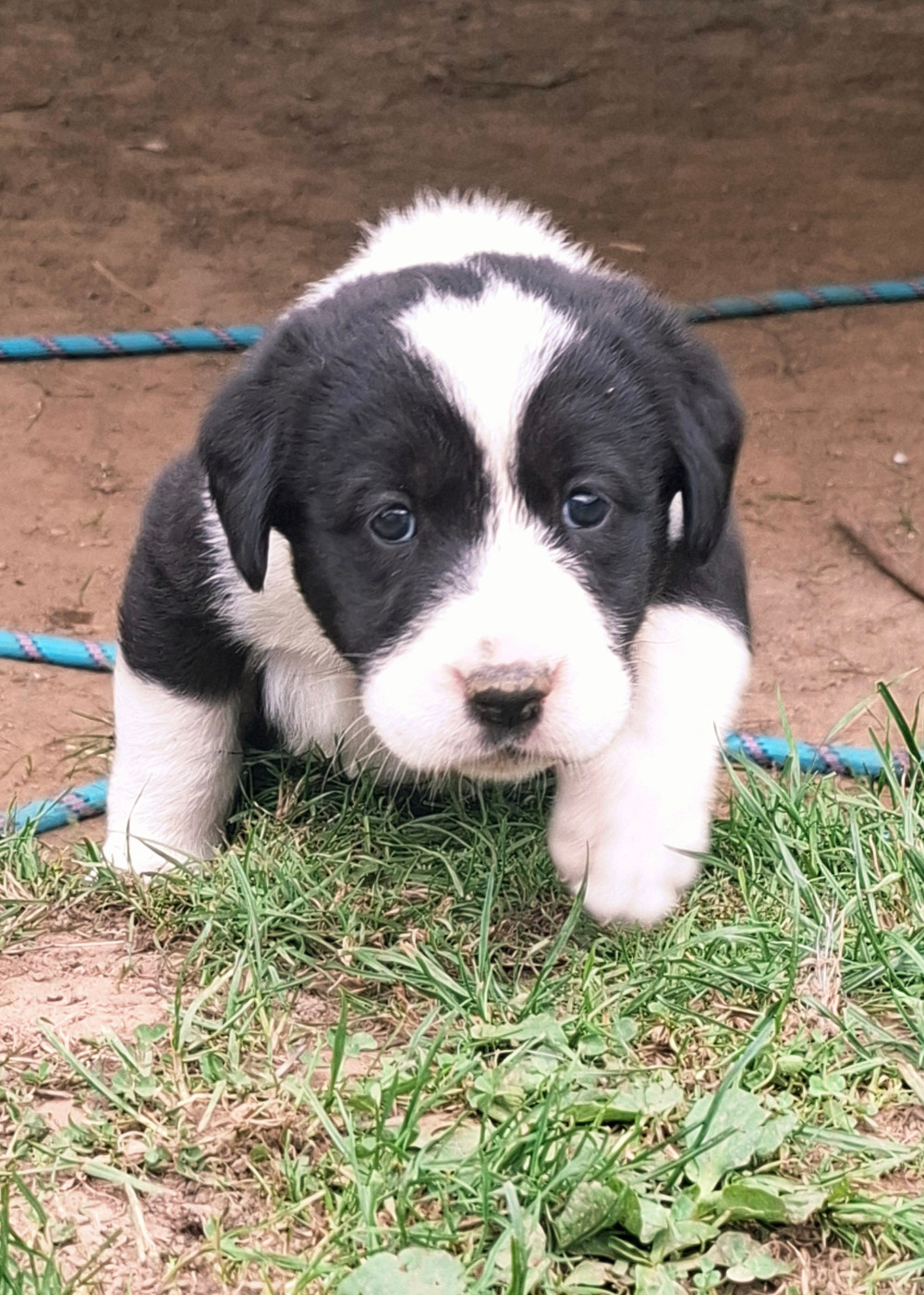 De La Vallée D'Oska - Chiots disponibles - Berger d'Asie Centrale