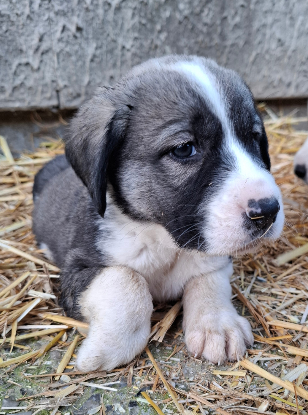 De La Vallée D'Oska - Chiots disponibles - Berger d'Asie Centrale